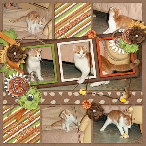 Cats at play