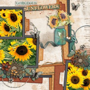 Gorgeous Sunflowers