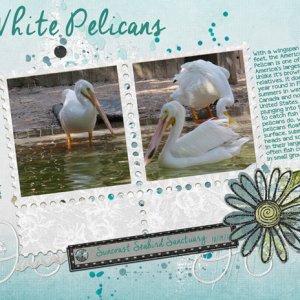 White Pelicans
