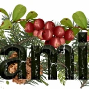Dec.2014 Siggy