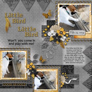 Little Bird Little Bird