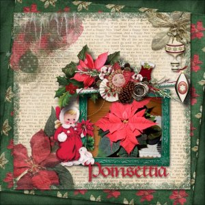 Poinsettia