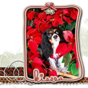 Mia + The Poinsettias