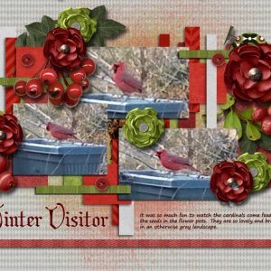 Winter Visitors