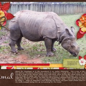 Himal the Rhinoceros