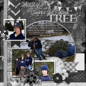Choose the perfect Tree
