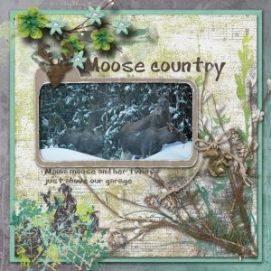 Moose_country