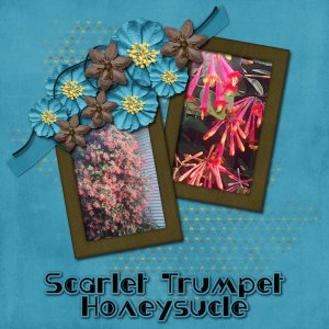 Scarlet Trumpet Honeysuckle