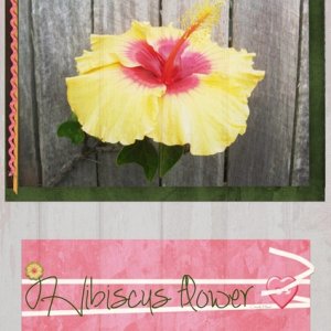 Hibiscus Flower