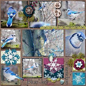 Blue Jay Paradise