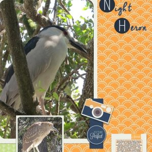 Black Crowned Night Heron