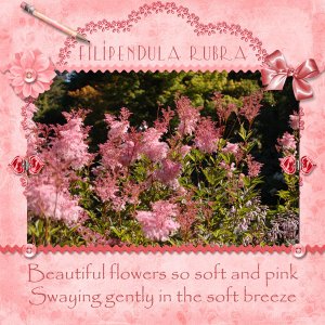 Beautiful Flowers