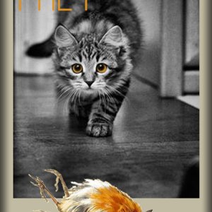 Prey