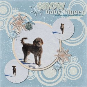 Snow baby Ginger