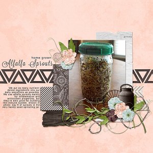 Alfalfa Sprouts