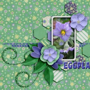 Eggplant