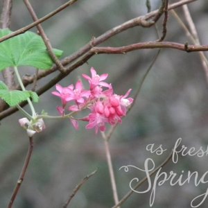 as fresh as springtime