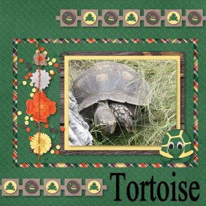 Tortise