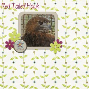 Red Tailed Hawk