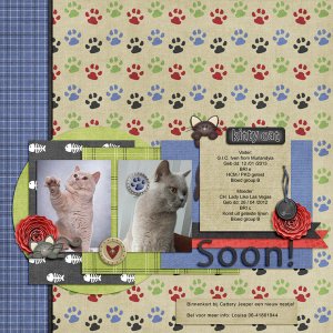 Cattery-Jeeper2