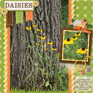 Daisies