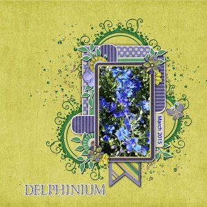 Delphinium