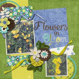 Flowers in Bloom