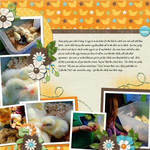 Baby Chicks