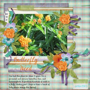 Butterfly Weed