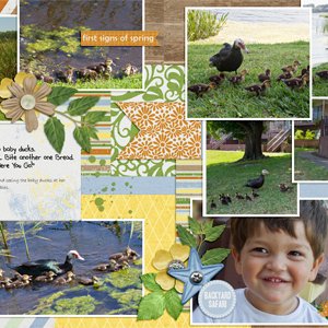 Feed the Ducks