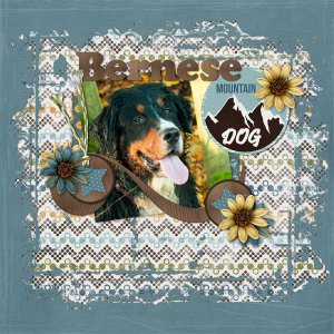 Bernese Mountain Dog