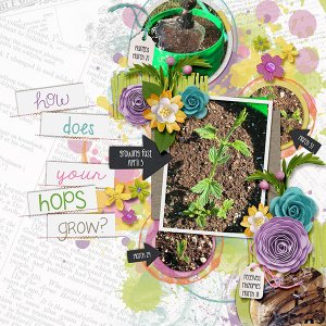 Growing Hops