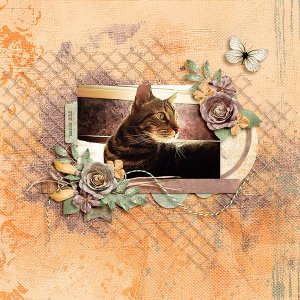 kitty