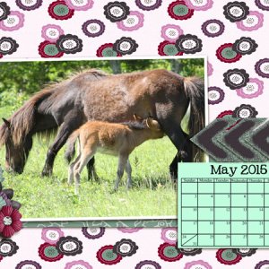 Horses