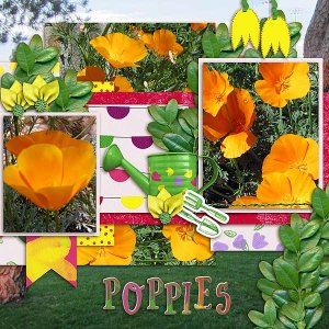 Poppies
