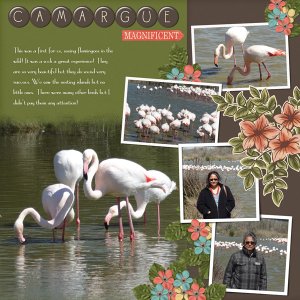 Flamingoes
