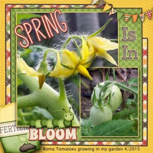 In bloom