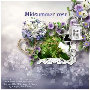 Midsummer_rose