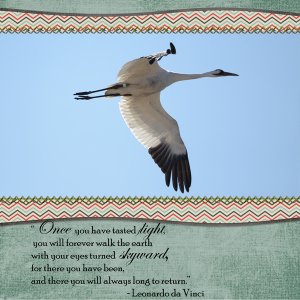 Whooping Crane