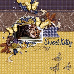 sweet kitty
