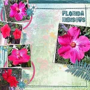 Florida Hibiscus