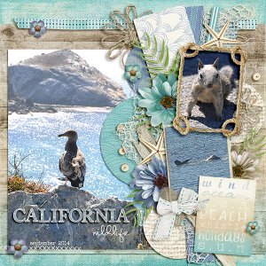 california wildlife