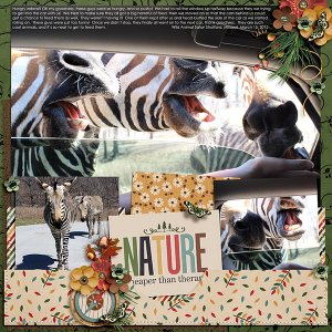 zebras!!