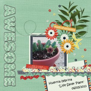 Huernia Zebrina