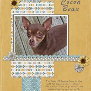 Miss Cocoa Bean