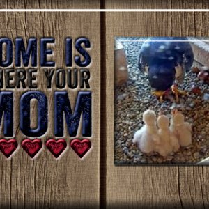 Home is Where Your Mom Is