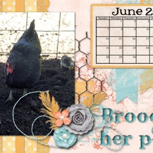 Broody + Her Peeps