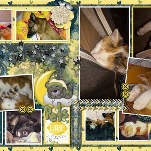 Pets Life