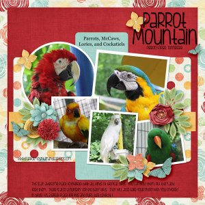 Parrot Mountain