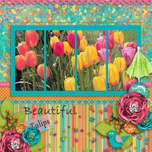 Beautiful Tulips